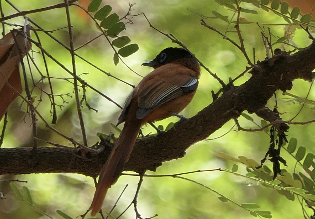 Malagasy Paradise-Flycatcher - ML644378628