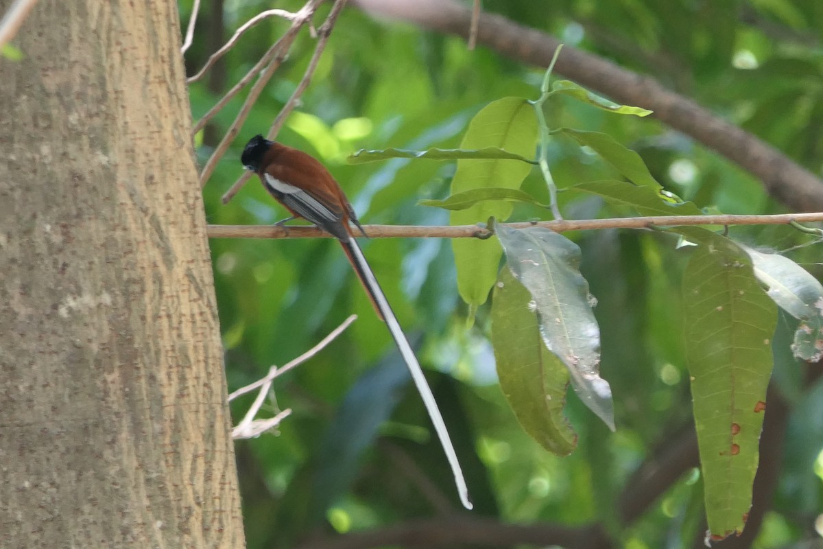 Malagasy Paradise-Flycatcher - ML644378629