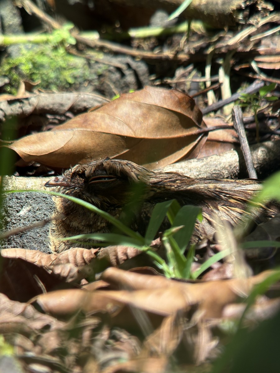 pauraquenattravn - ML644378630