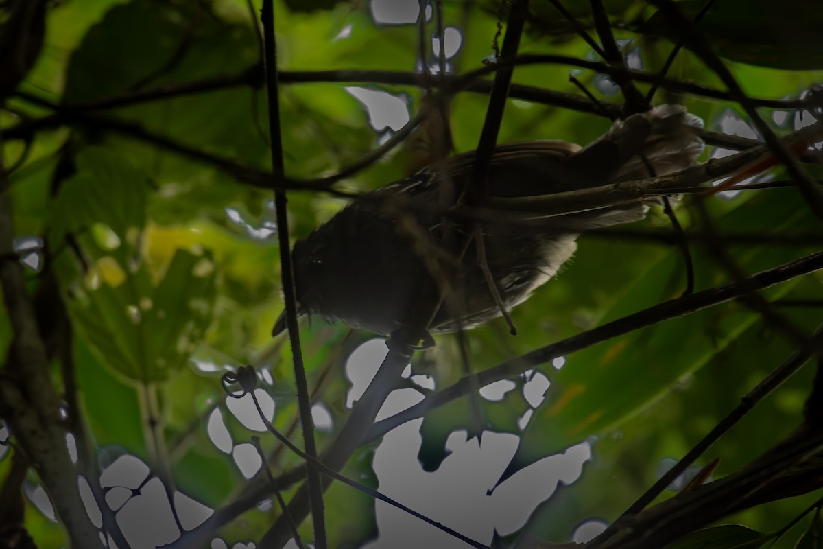 Parker's Antbird - ML644378631