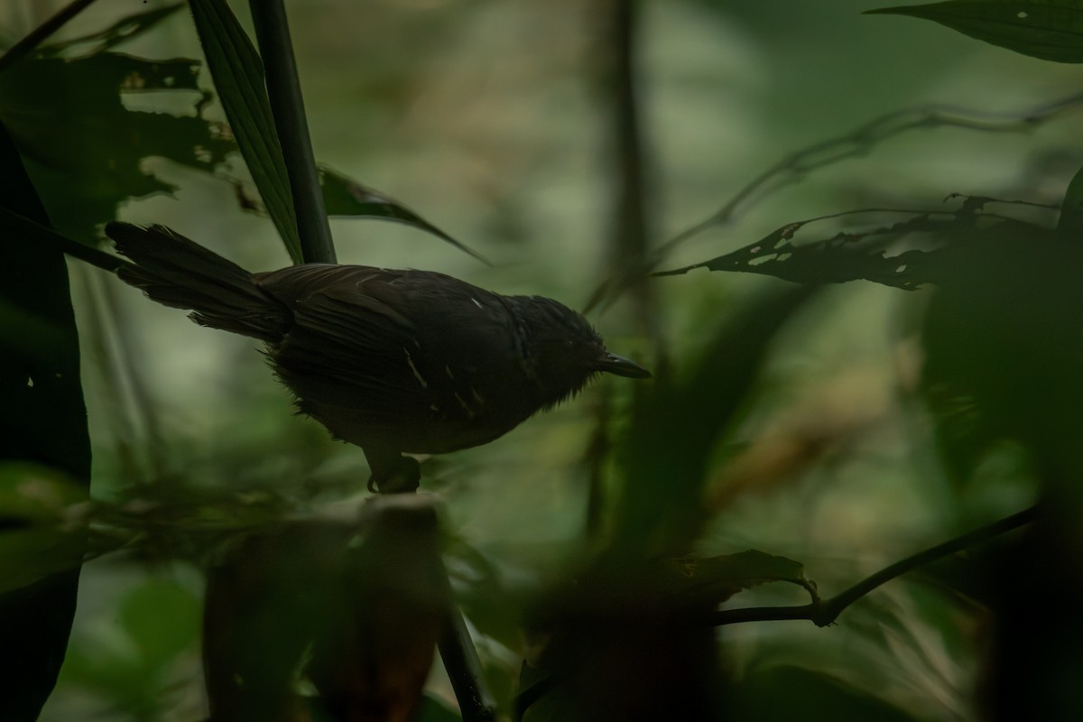 Parker's Antbird - ML644378632