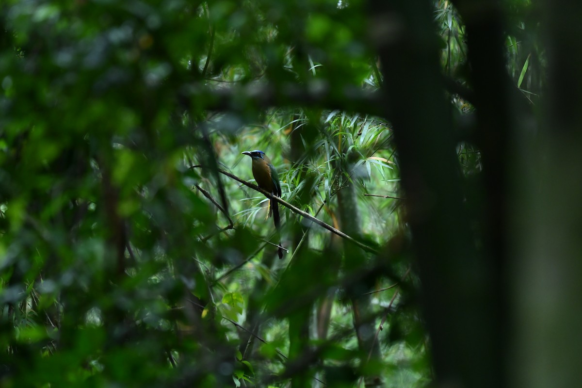 Motmot houtouc - ML644378651