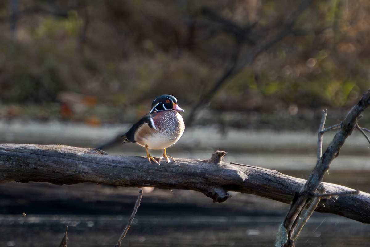 Wood Duck - ML644378658