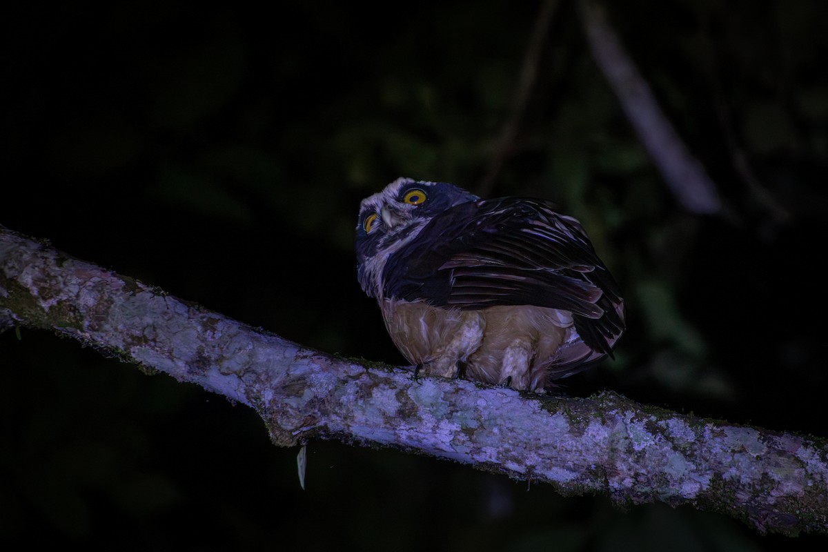 Spectacled Owl - ML644378660