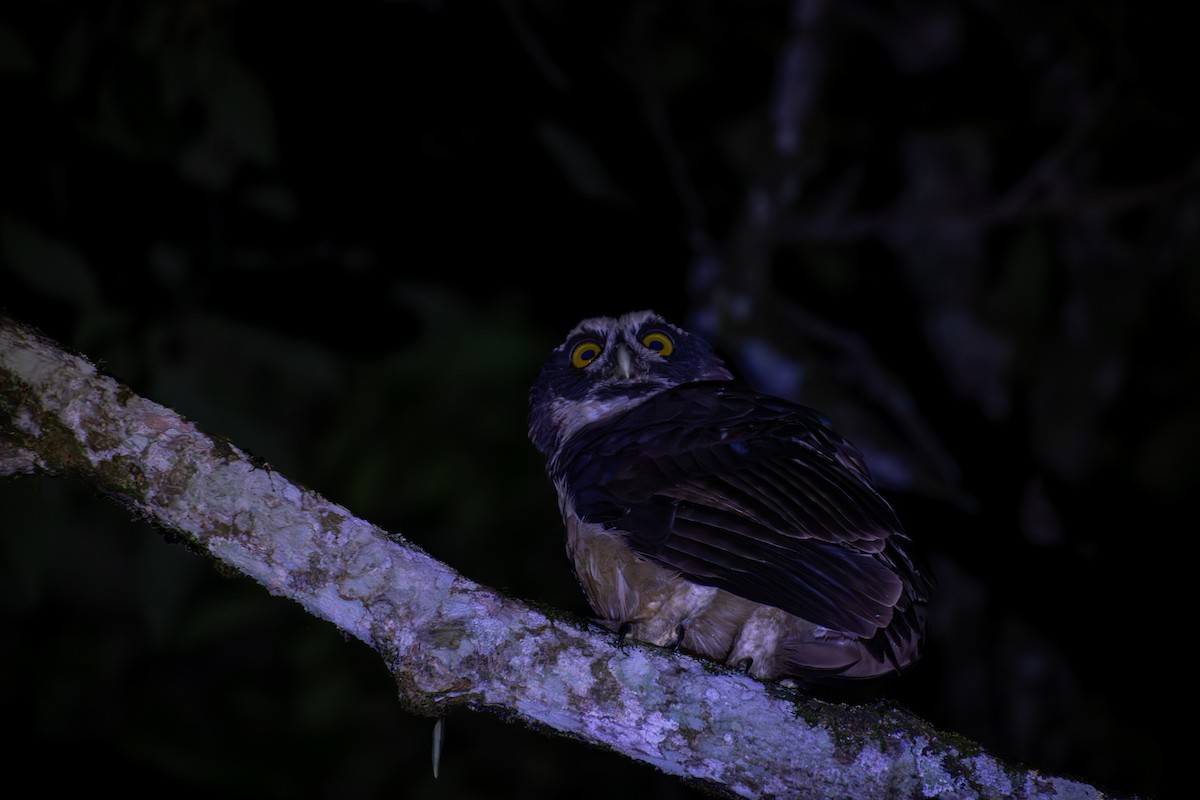 Spectacled Owl - ML644378661