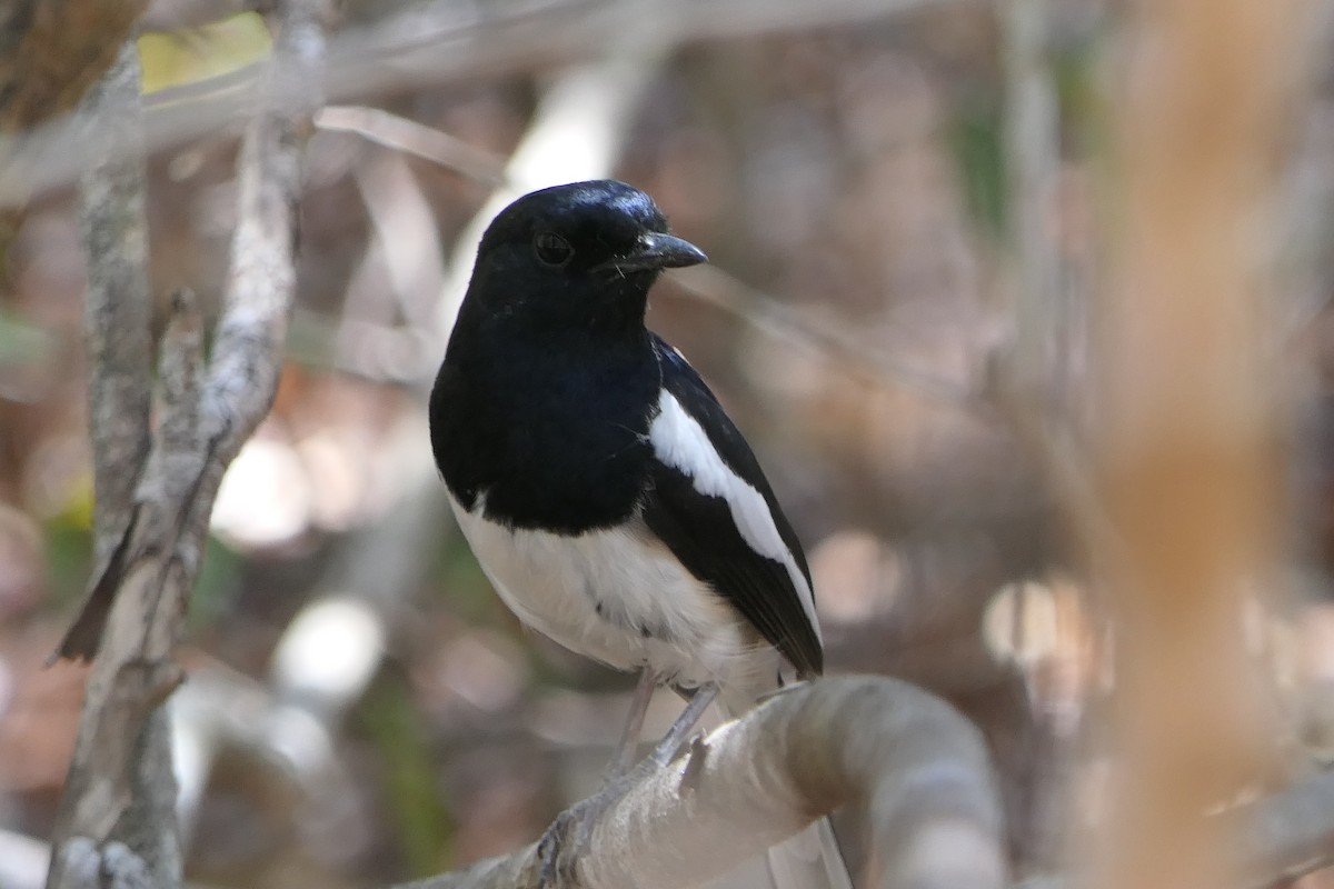 Madagascar Magpie-Robin - ML644378668
