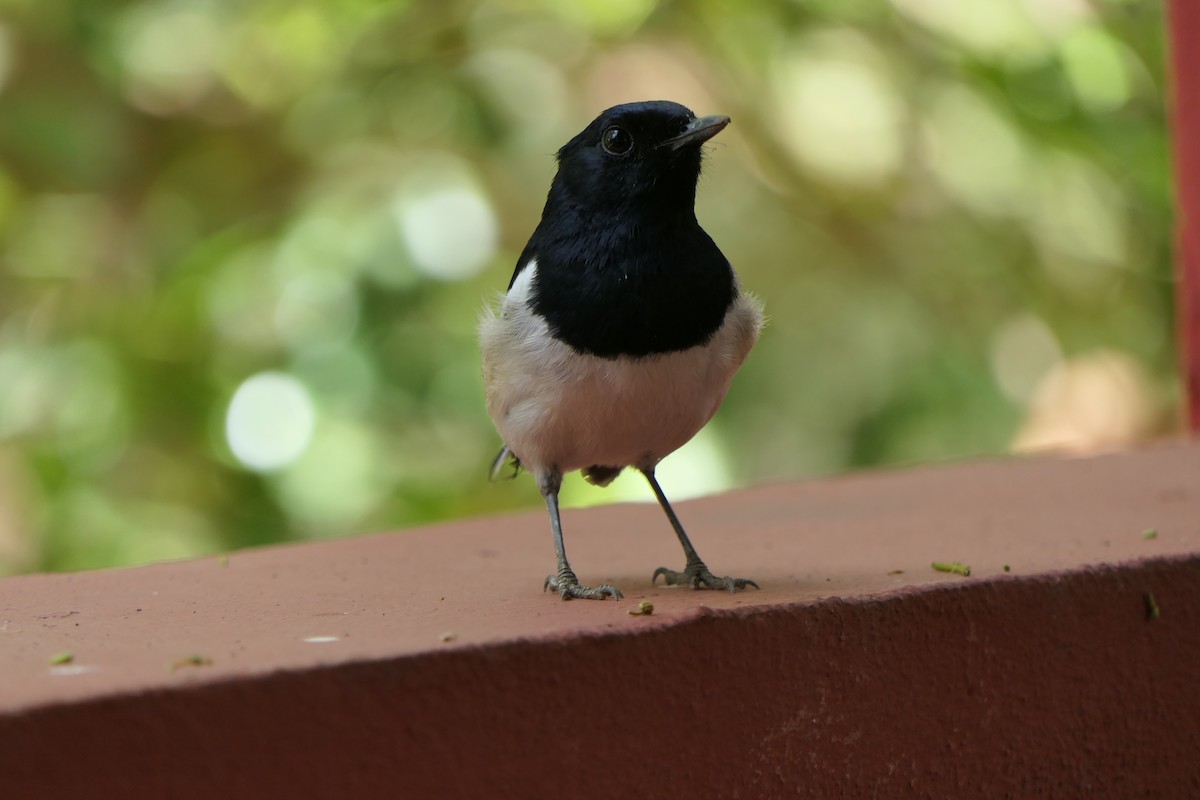 Madagascar Magpie-Robin - ML644378669