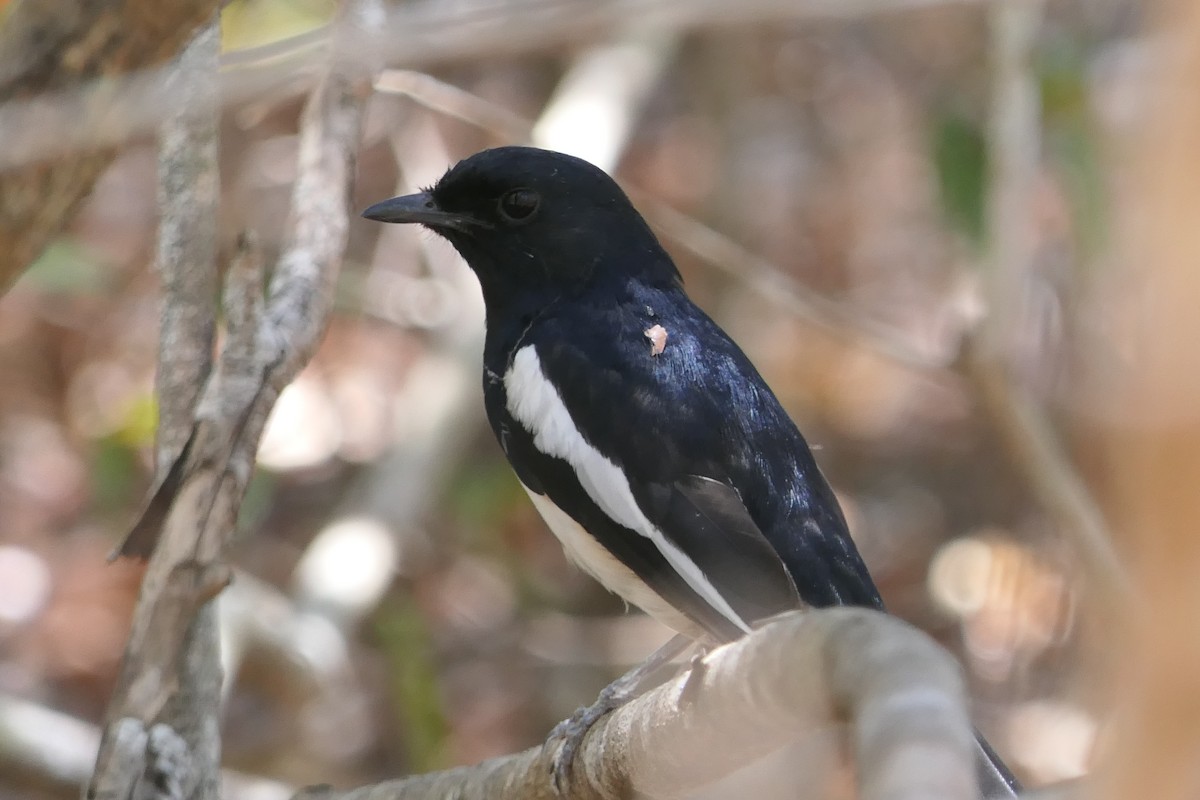 Madagascar Magpie-Robin - ML644378670