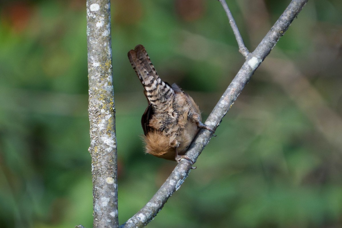 Carolina Wren - ML644378671