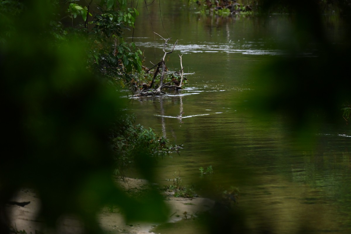 Sungrebe - ML644378673