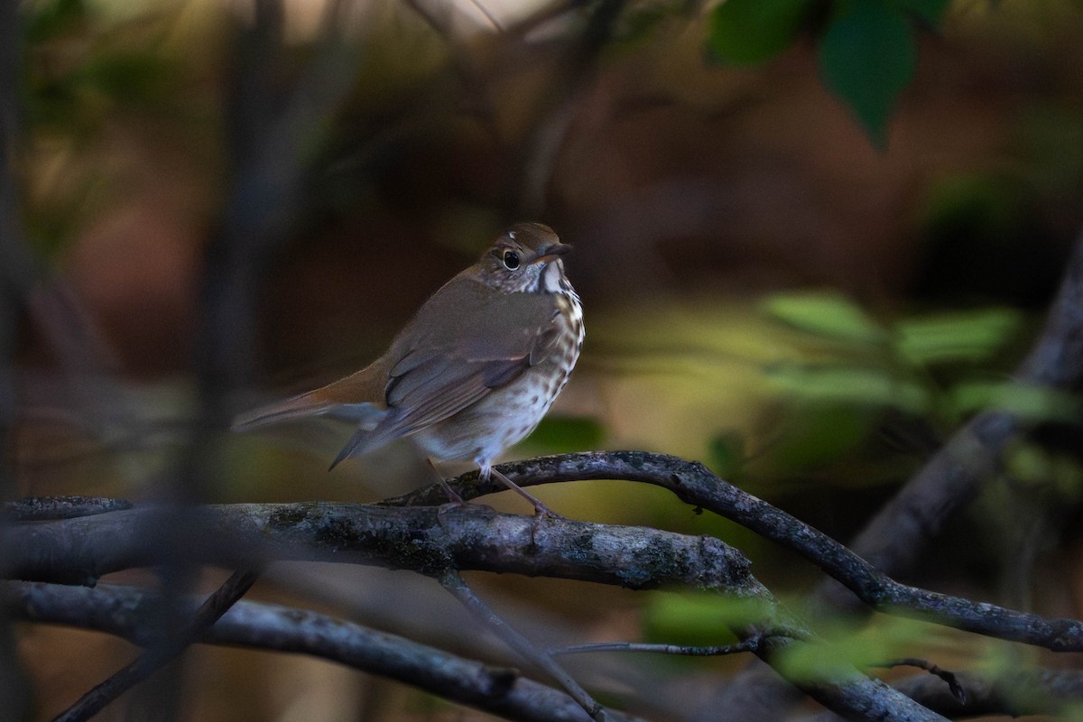 Hermit Thrush - ML644378675