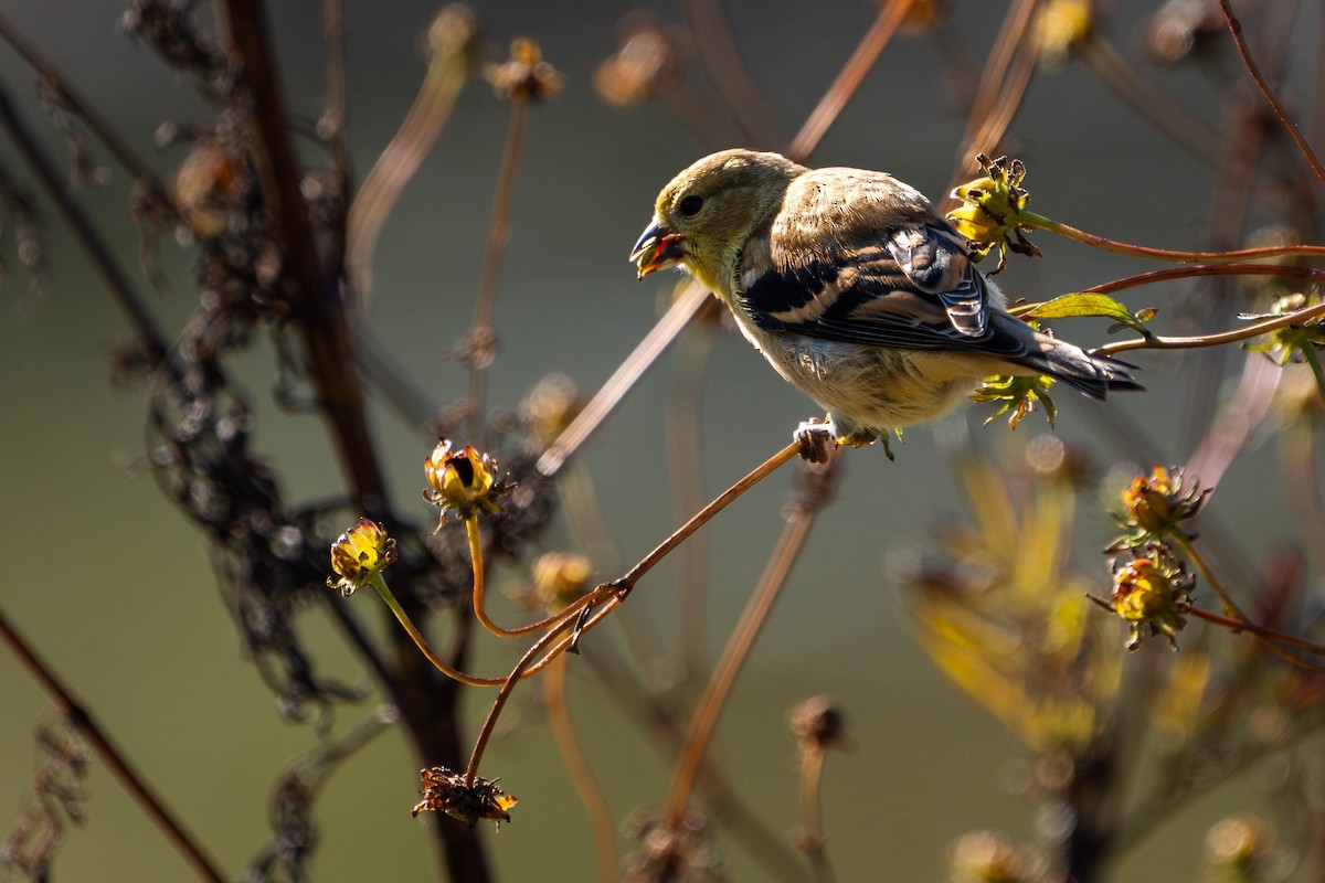 American Goldfinch - ML644378681
