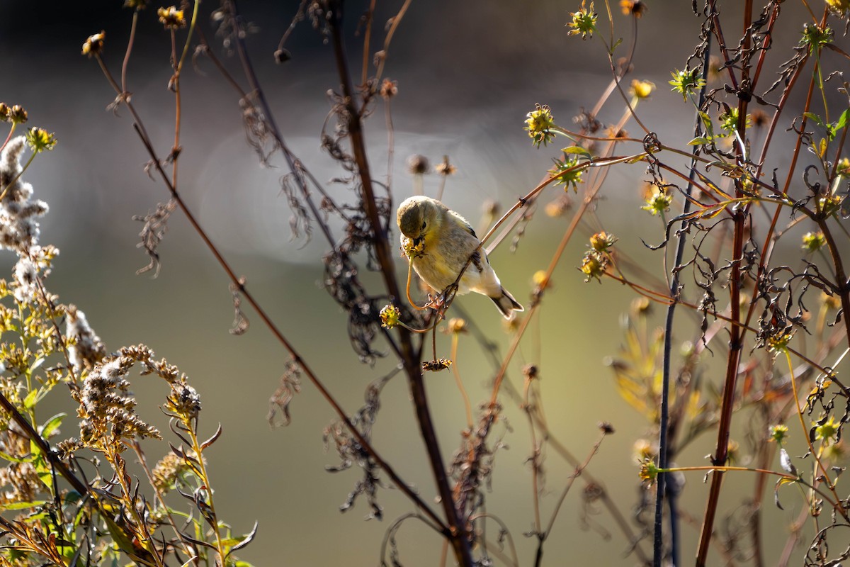 American Goldfinch - ML644378682