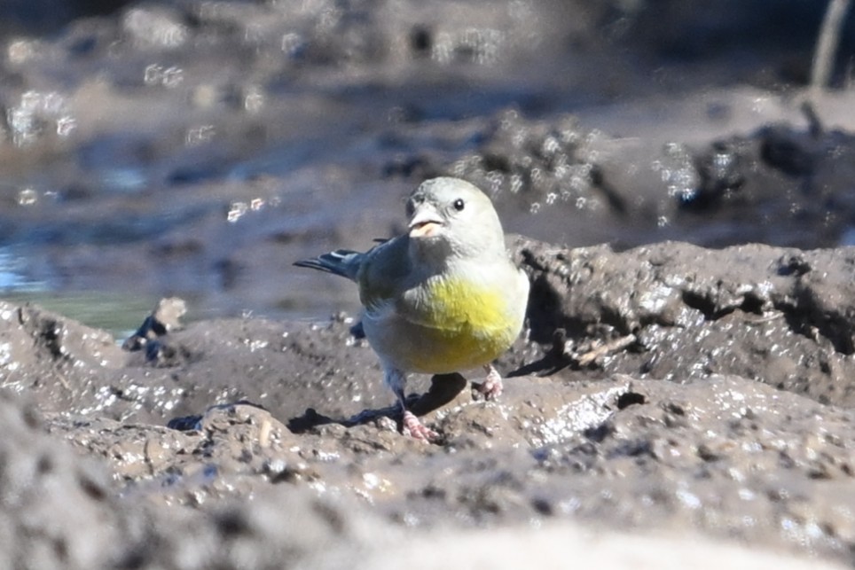 Lawrence's Goldfinch - ML644378684