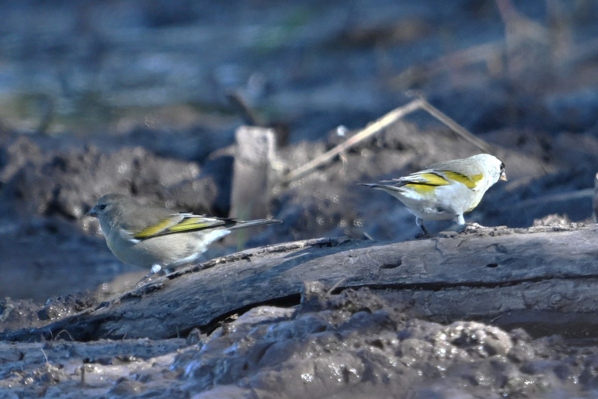 Lawrence's Goldfinch - ML644378685