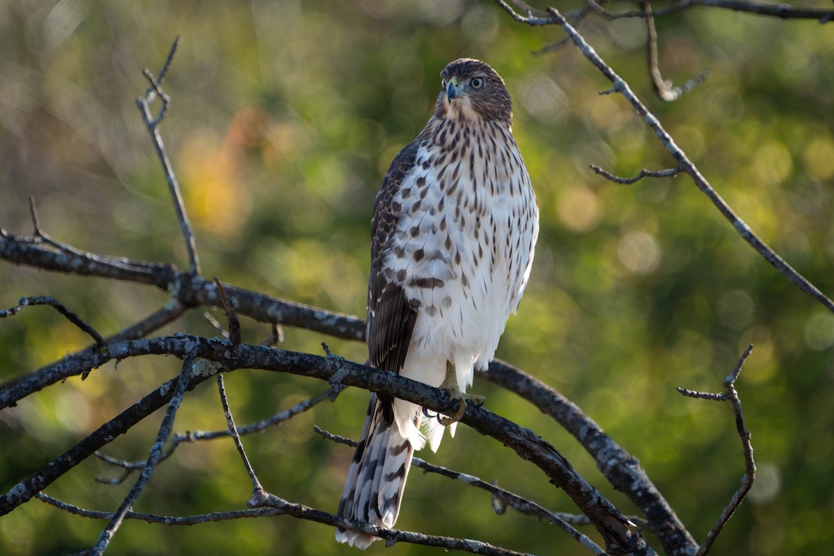 Cooper's Hawk - ML644378692