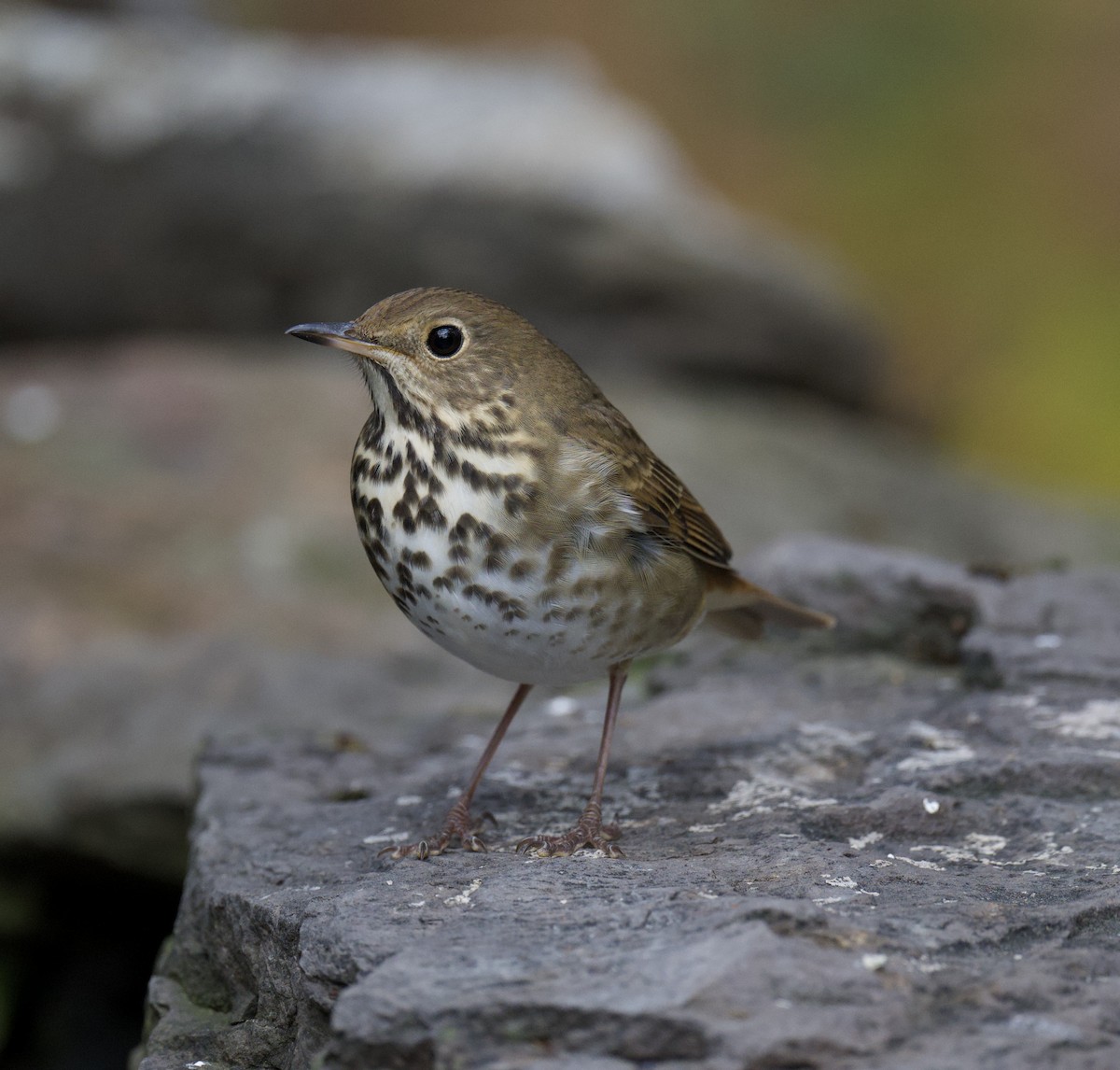 Hermit Thrush - ML644378694