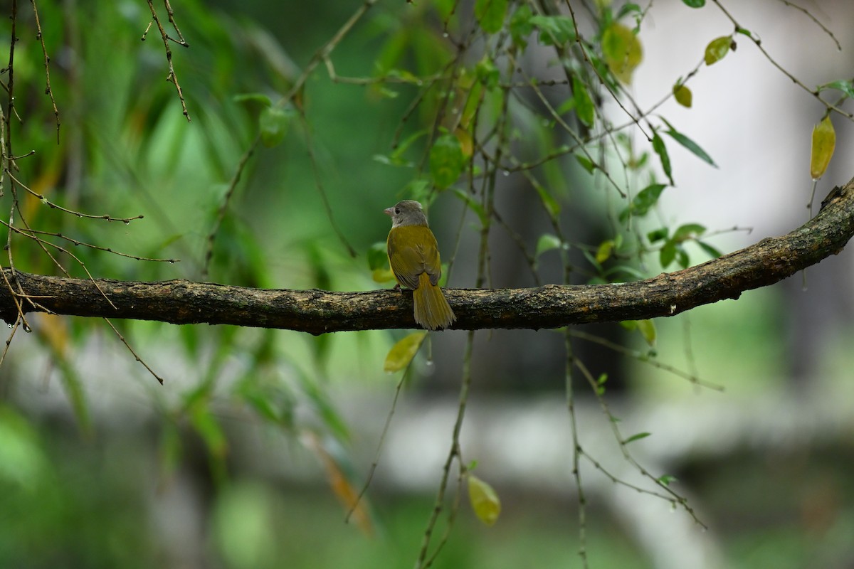 カンムリフウキンチョウ - ML644378695