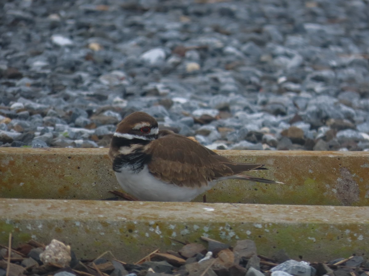 Killdeer - ML644378697