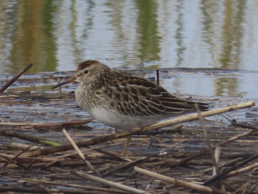 Pectoral Sandpiper - ML644378700