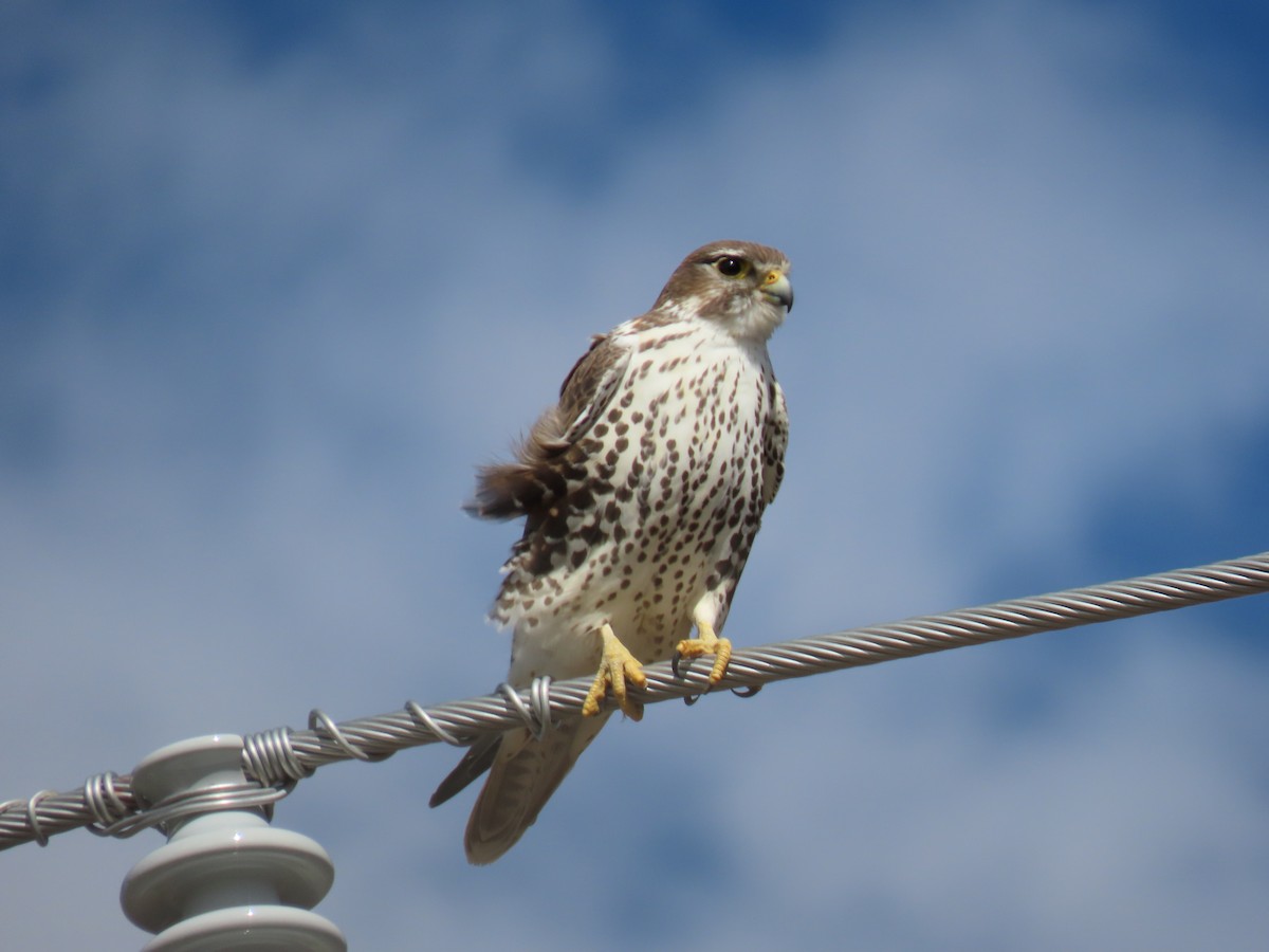 Prairie Falcon - ML644378701