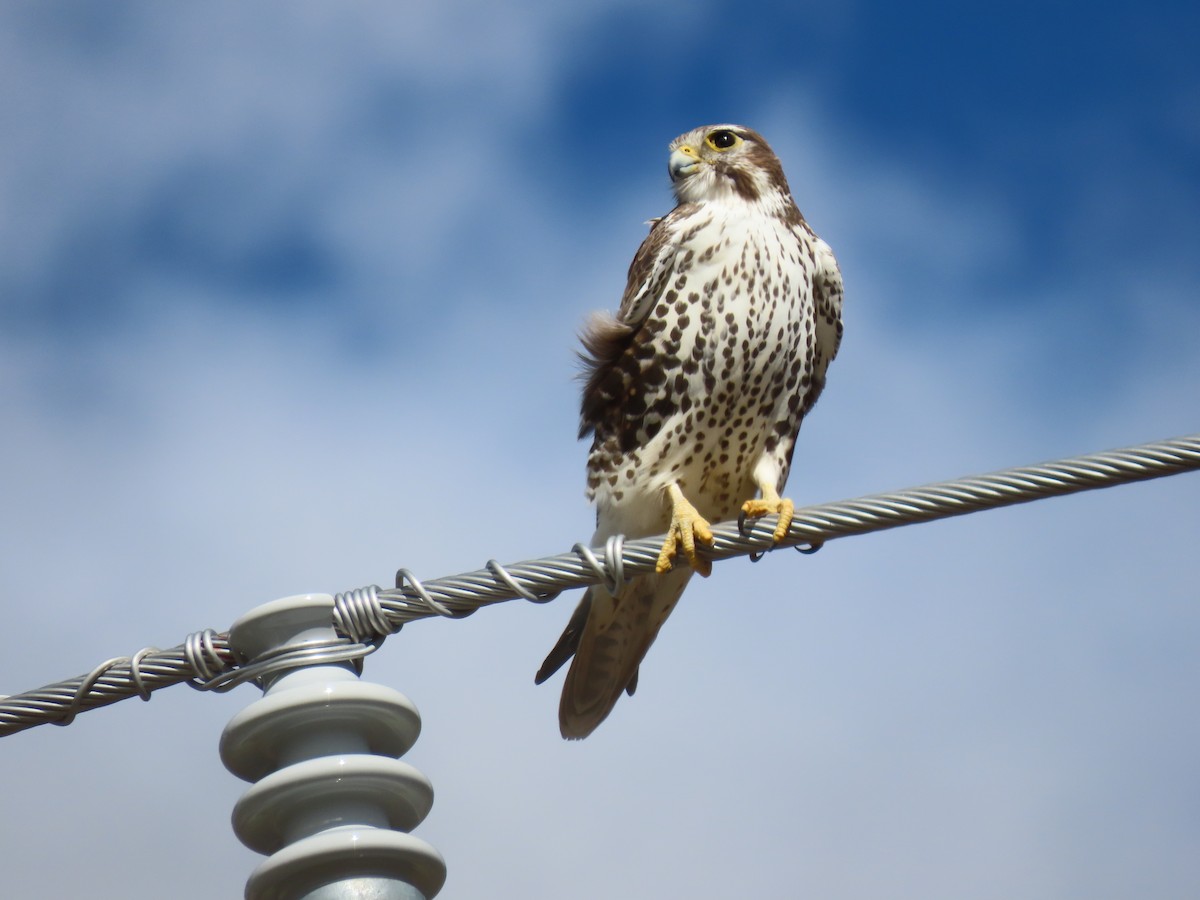 Prairie Falcon - ML644378702