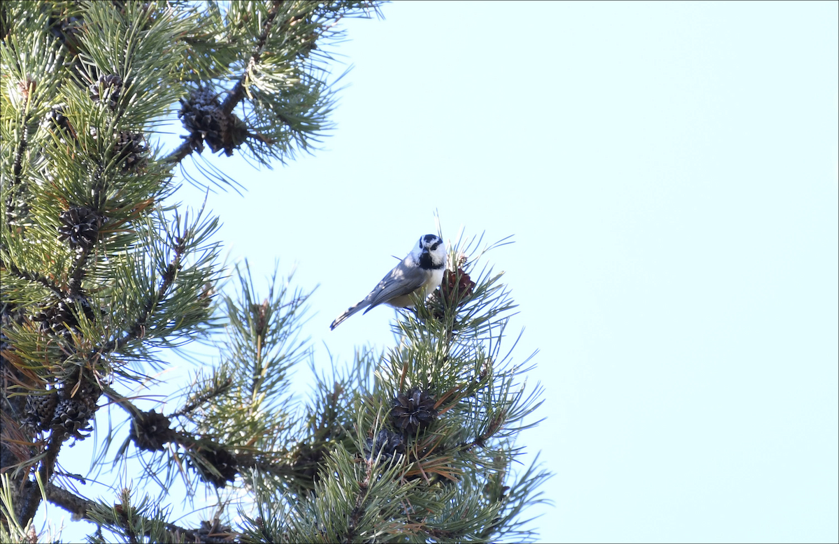 Mountain Chickadee - ML644378704