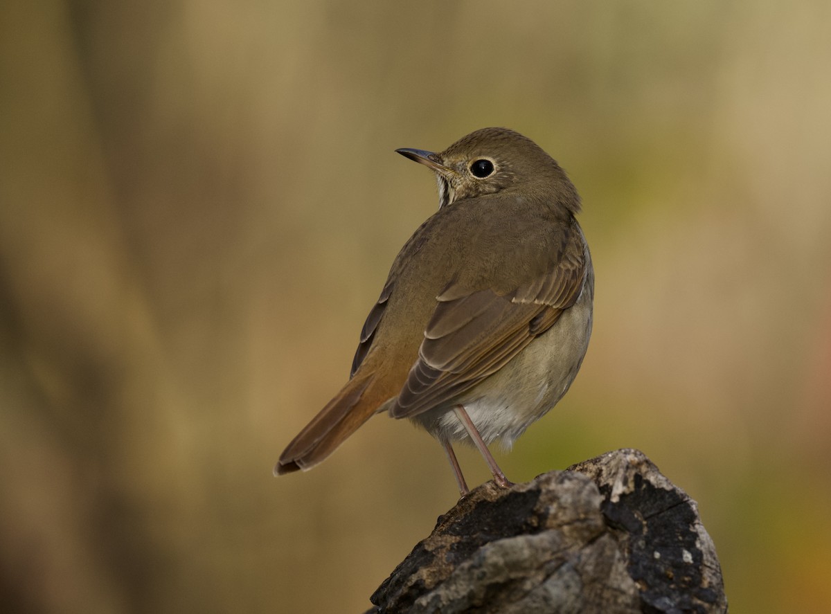 Hermit Thrush - ML644378705