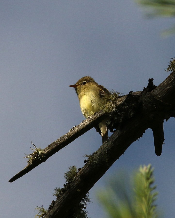 Yellow-bellied Flycatcher - Mike Fahay