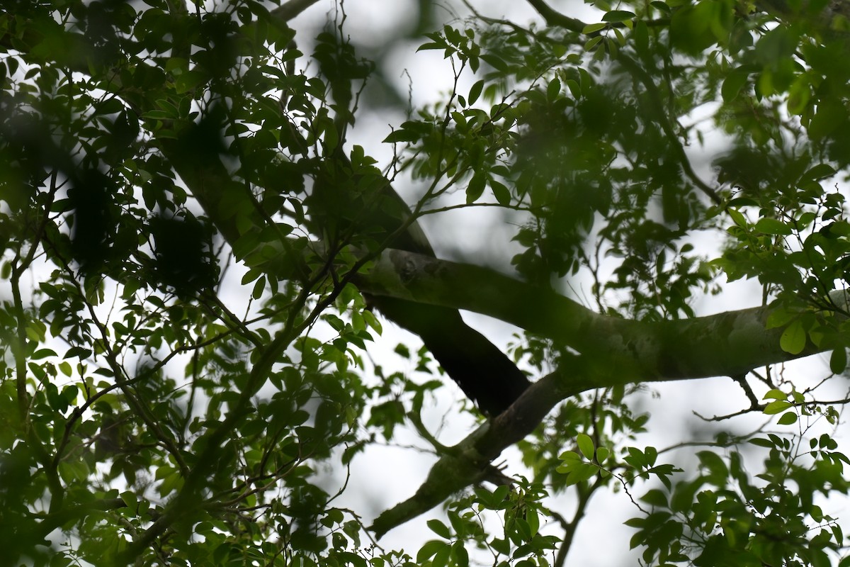 White-throated Piping-Guan - ML644378710