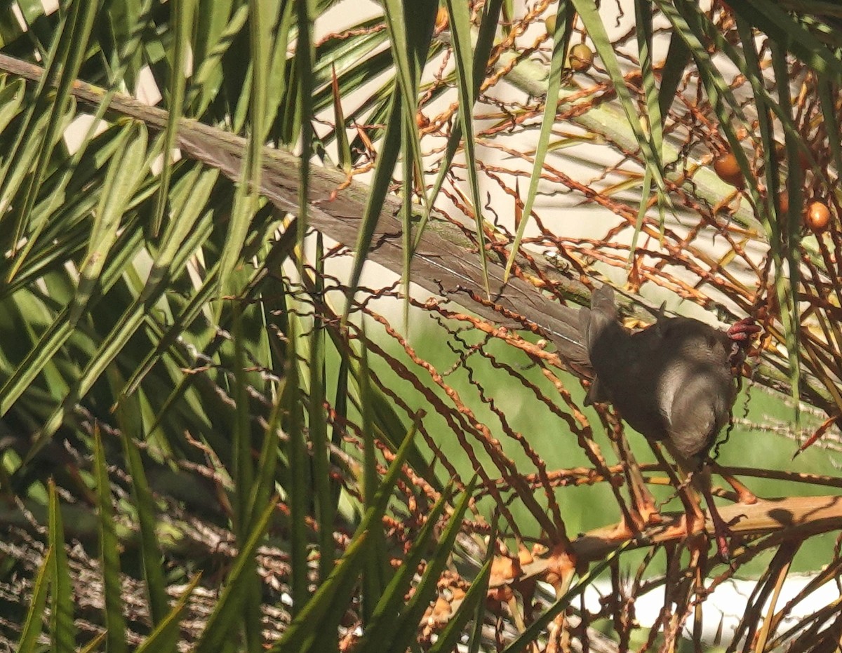 Speckled Mousebird - ML644378722