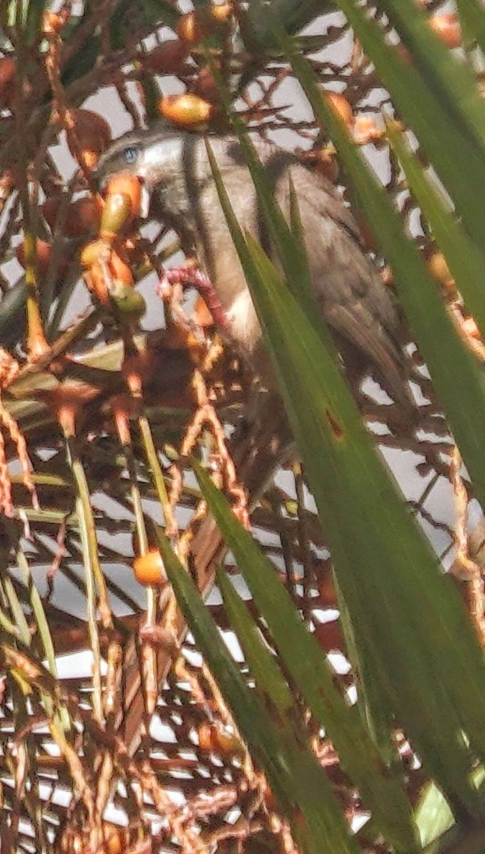 Speckled Mousebird - ML644378723