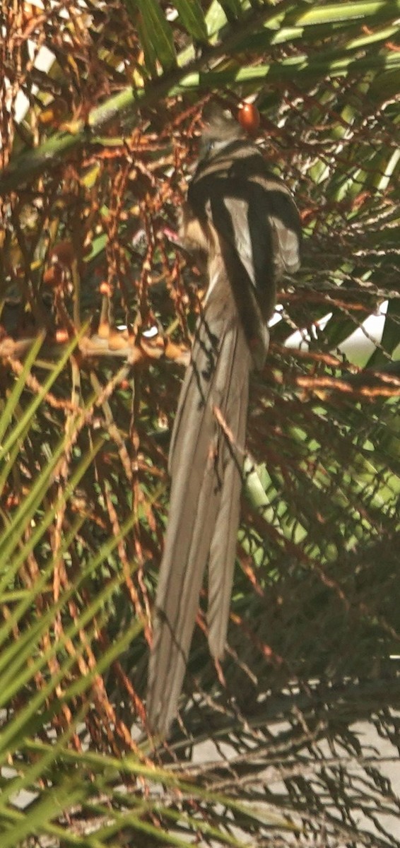 Speckled Mousebird - ML644378724