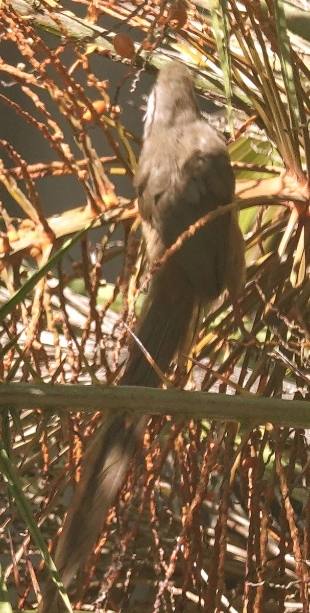 Speckled Mousebird - ML644378725