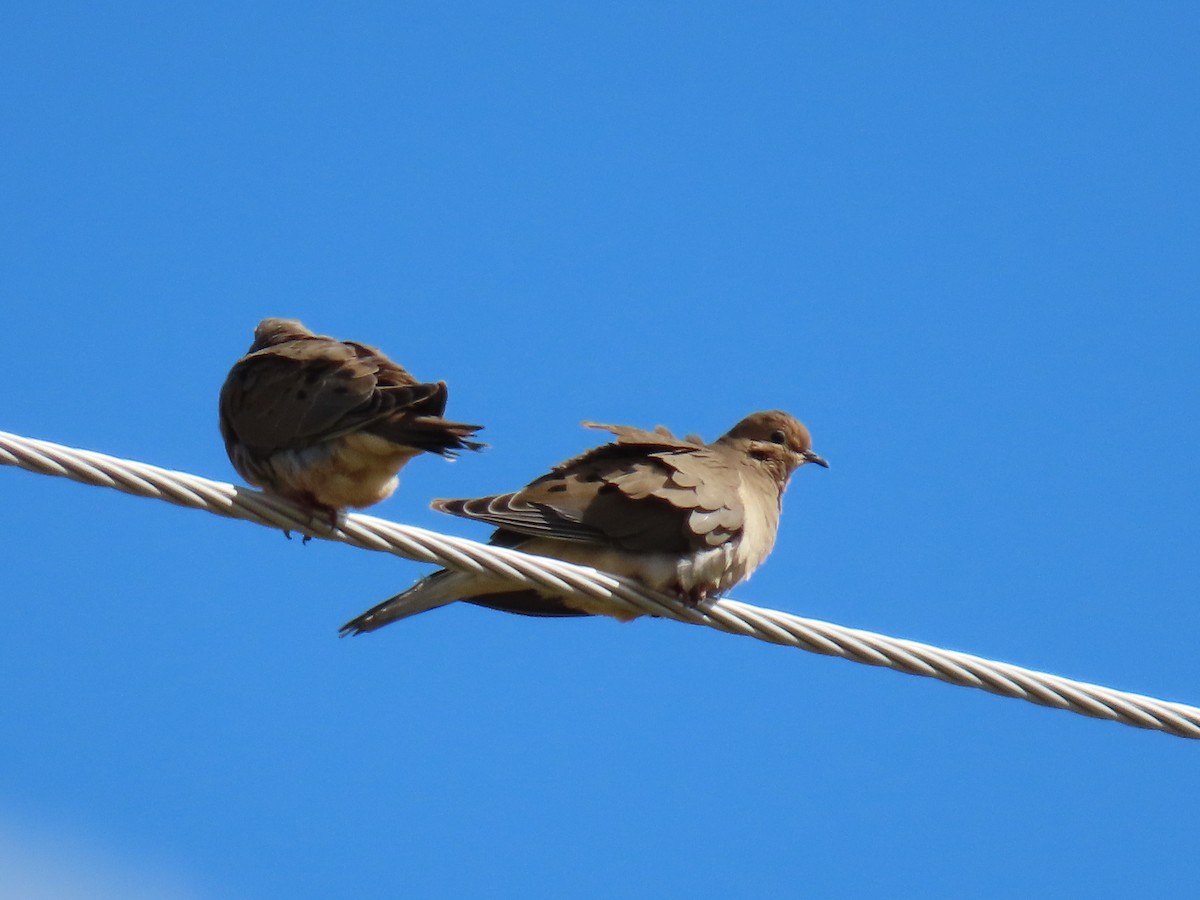Mourning Dove - ML644378728