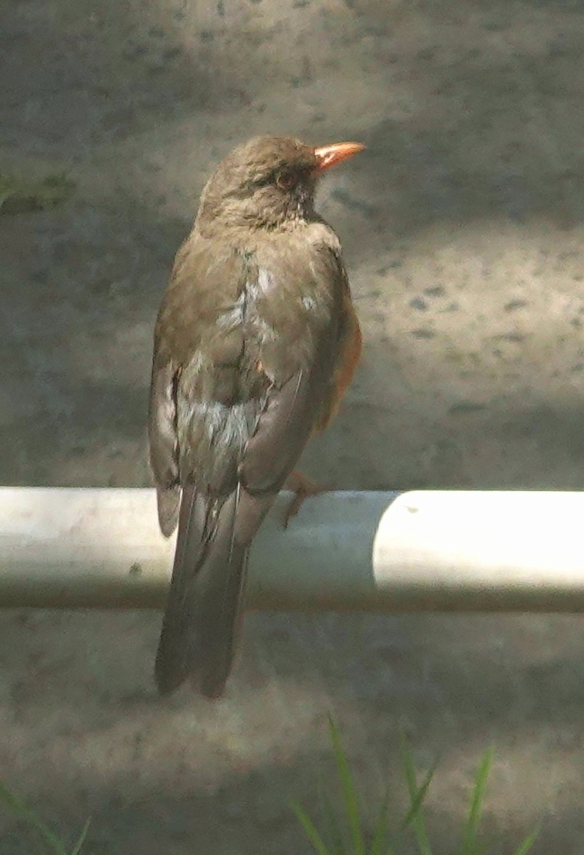 Abyssinian Thrush (Abyssinian) - ML644378734