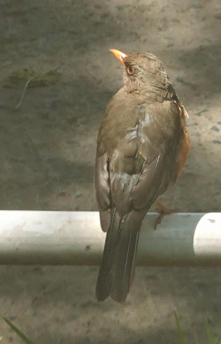 Abyssinian Thrush (Abyssinian) - ML644378735