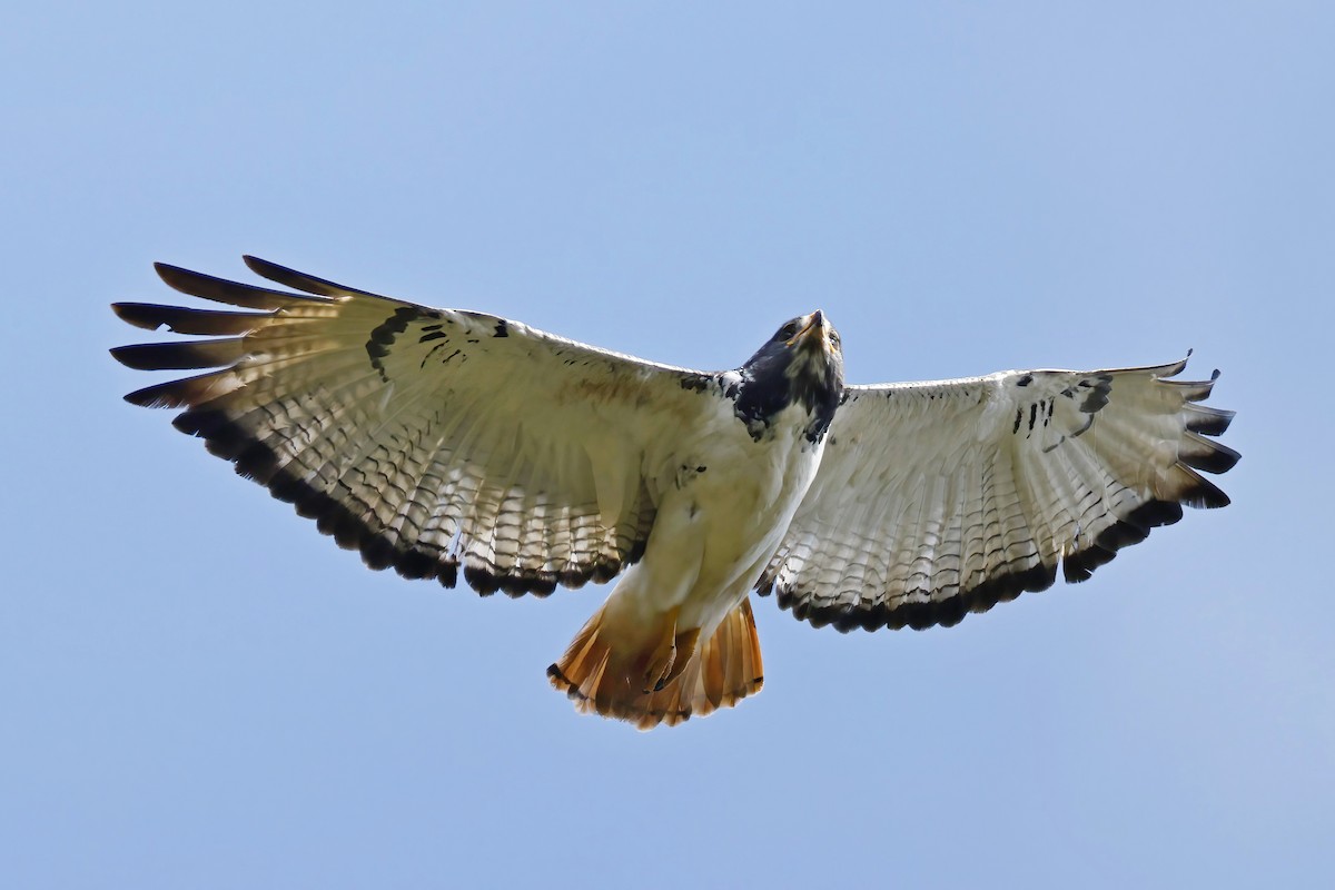 Augur Buzzard - ML644378754