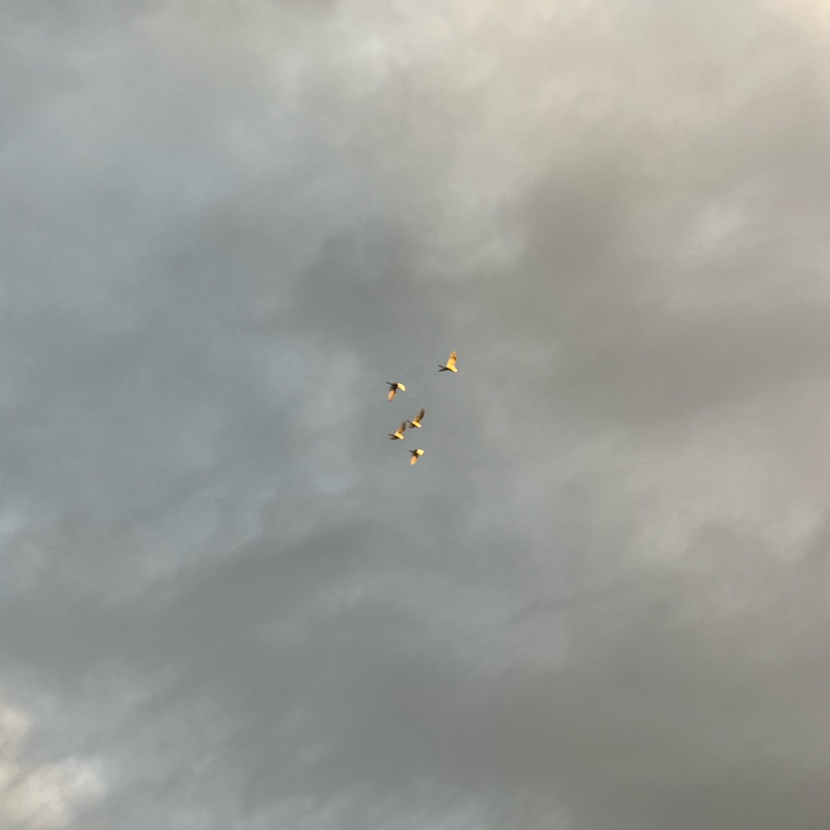 Western Cattle-Egret - ML644378793