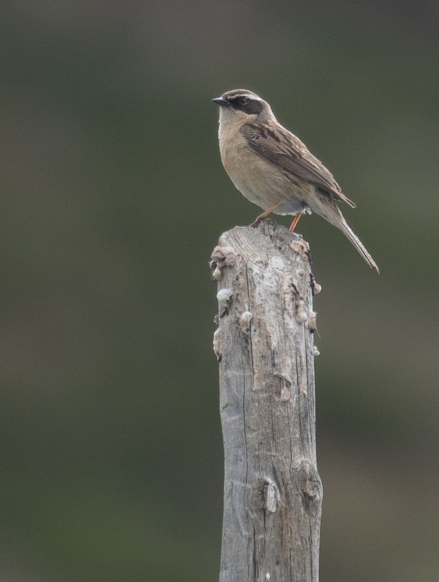 pěvuška hnědavá - ML644378794