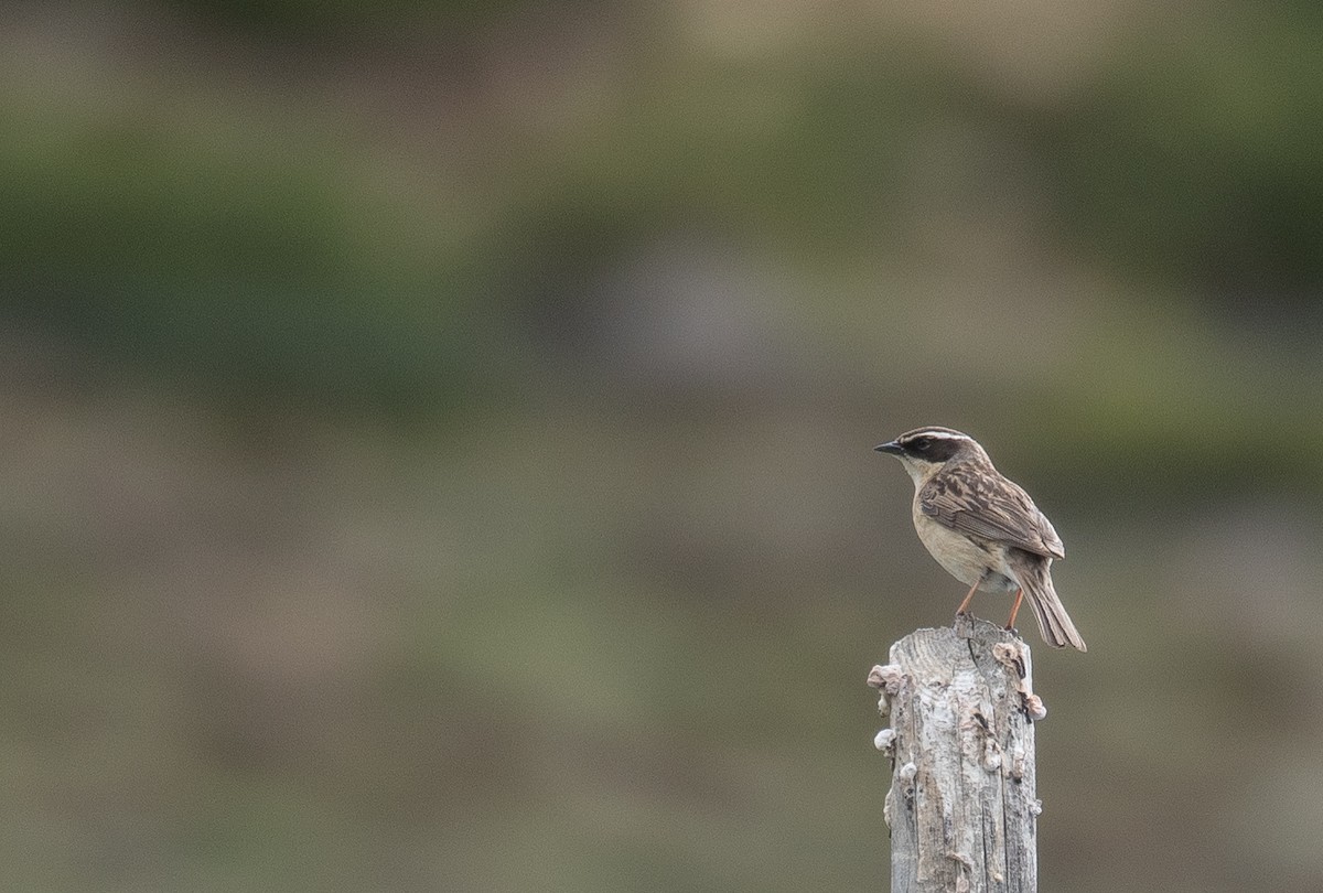 pěvuška hnědavá - ML644378796