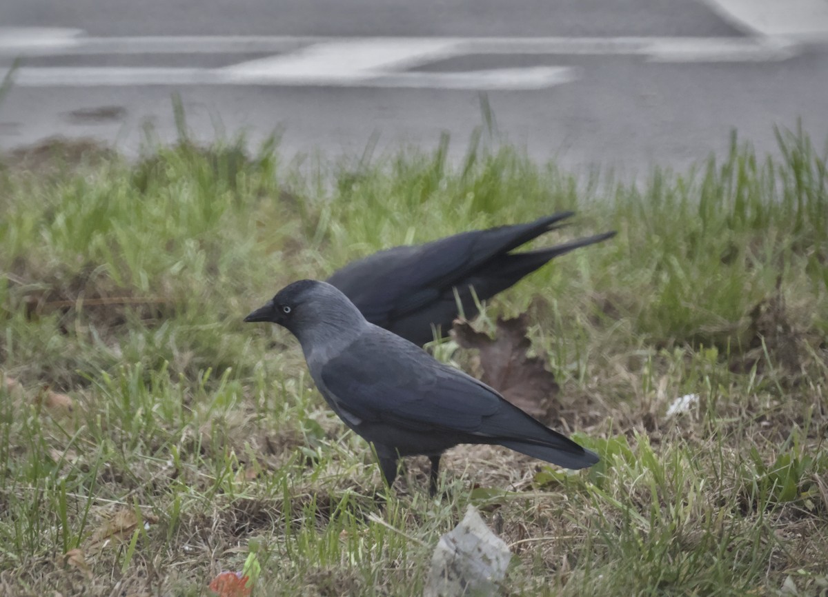 Eurasian Jackdaw - ML644378806