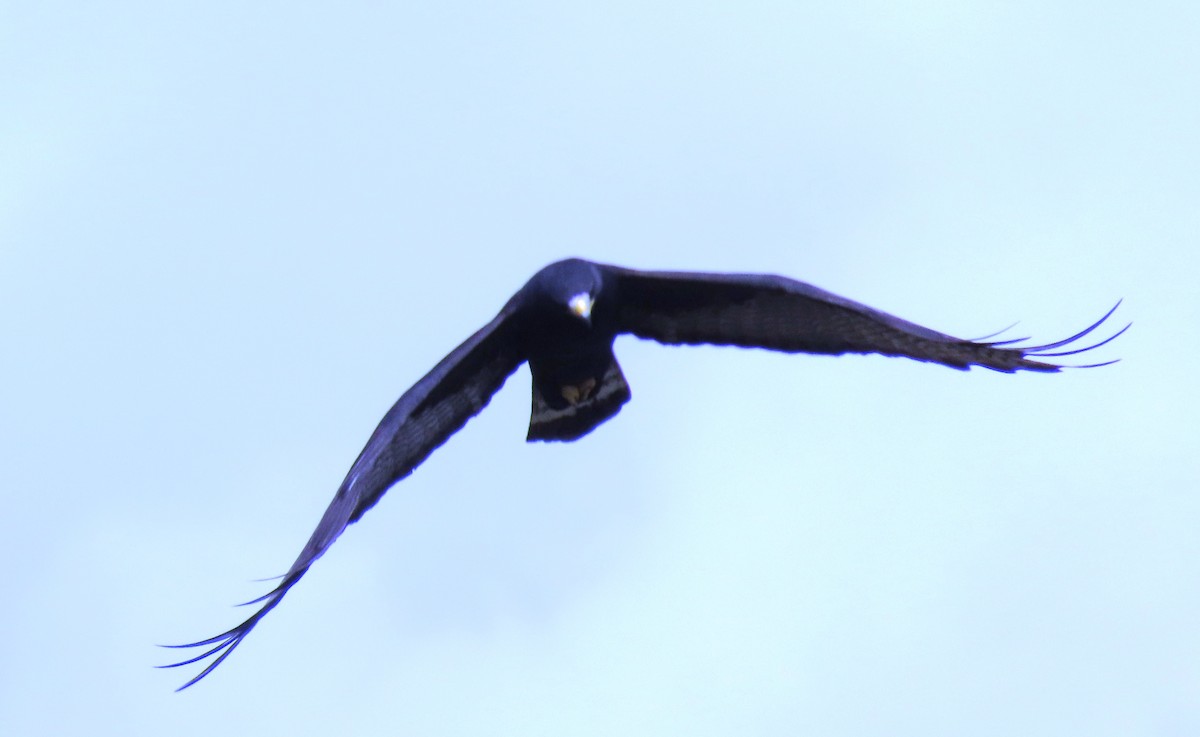 Buse à queue barrée - ML644378817