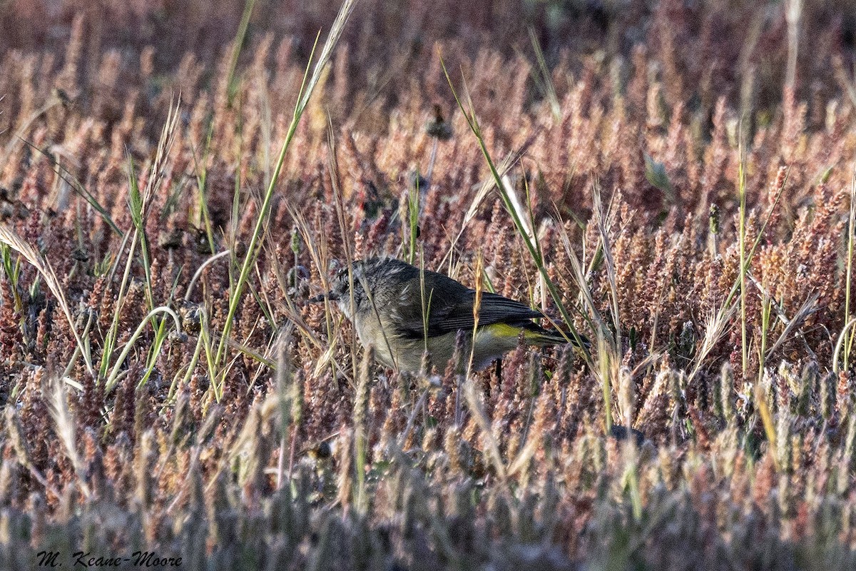 Yellow-rumped Thornbill - ML644378824