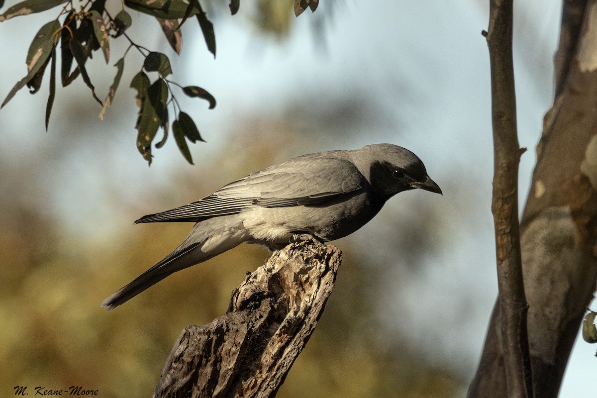 Black-faced Cuckooshrike - ML644378834