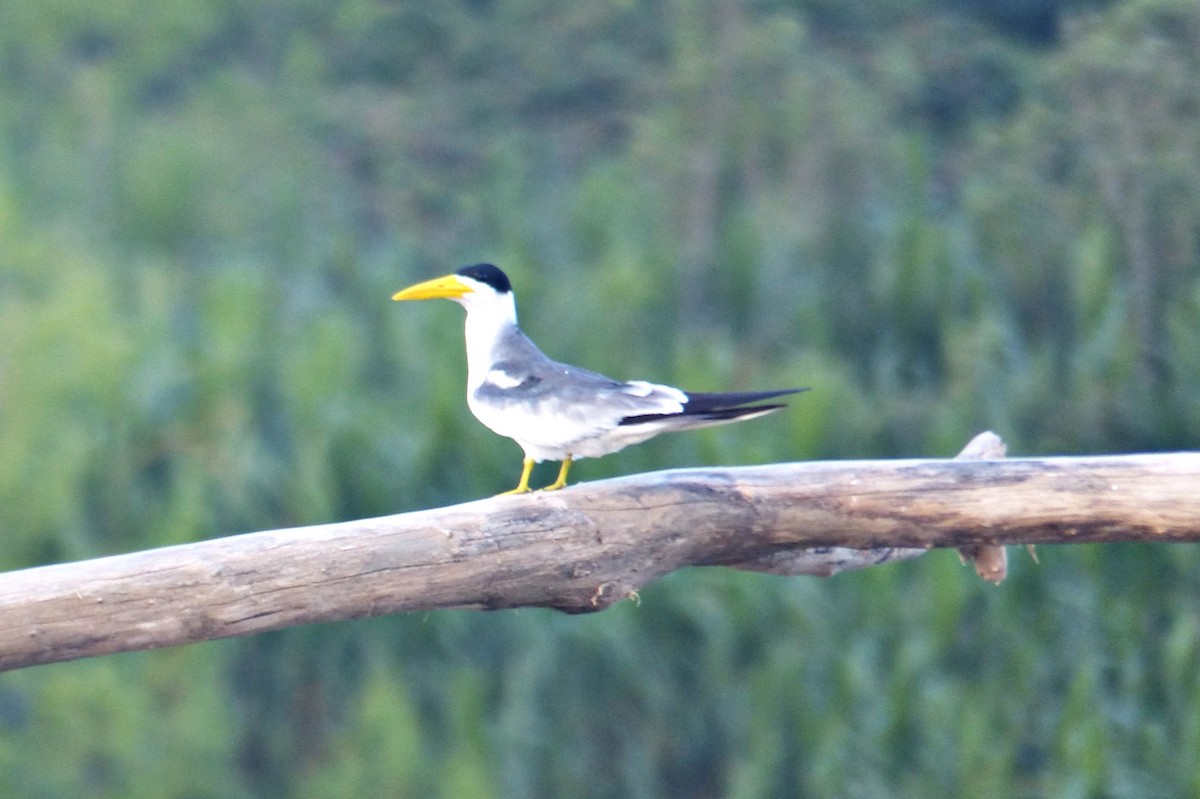 Large-billed Tern - ML644378835