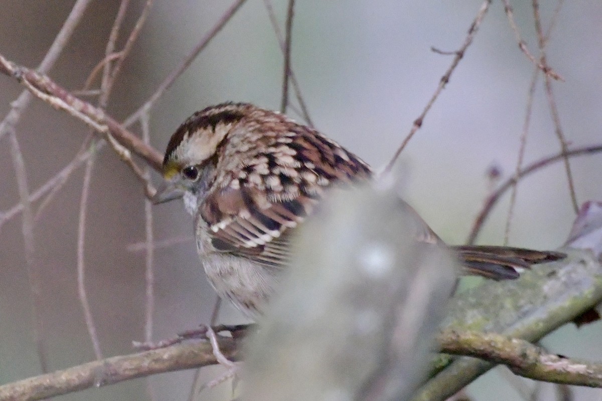 גיבתונית לבנת-גרון - ML644378843