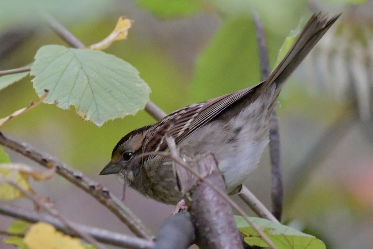 גיבתונית לבנת-גרון - ML644378844