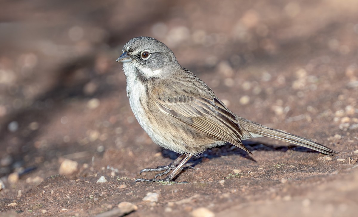 Bruant de Bell - ML644378865