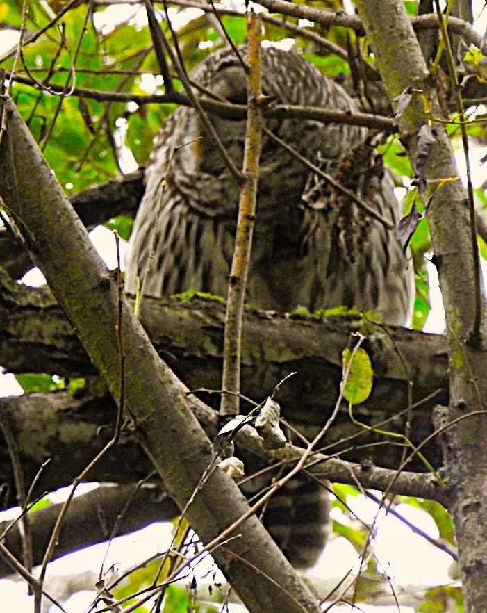 Barred Owl - ML644378866